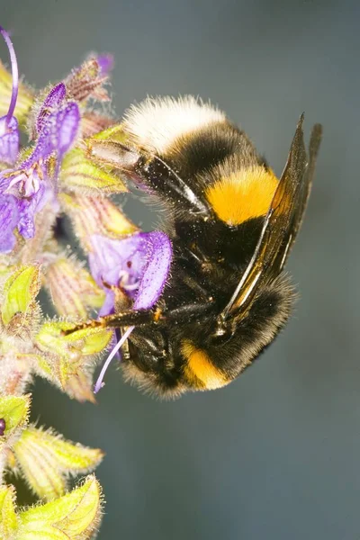 Bombus Terrestris Arı Mor Çiçek — Stok fotoğraf