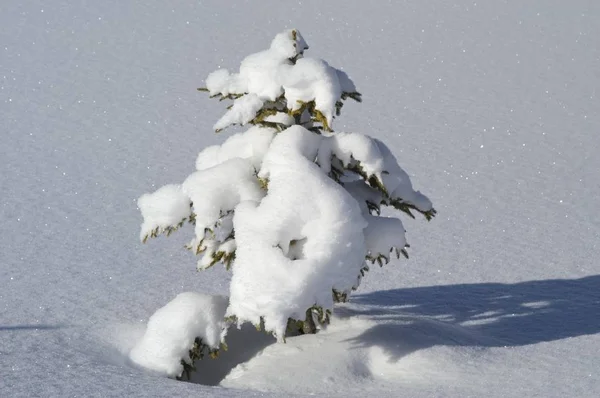 Lite Gran täckt med snö — Stockfoto