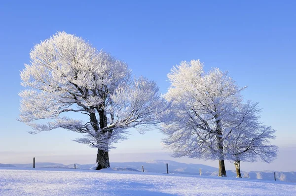 Fagus Sylvatica Bomen Sneeuw Landschap Bos Winterseizoen — Stockfoto
