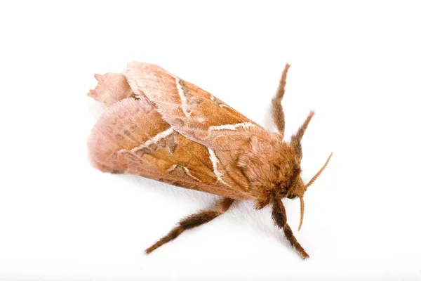 Swift Pomarańczowy Motyl Triodia Sylvina — Zdjęcie stockowe