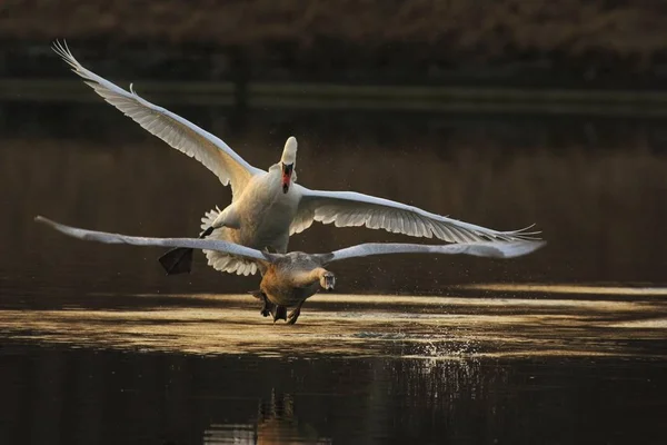 Volant deux cygnes muets — Photo