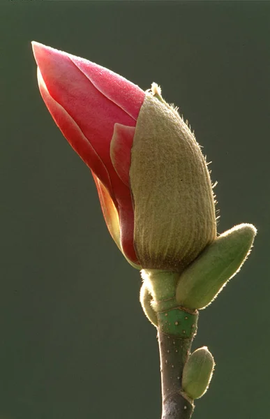 Tulip Magnolia Flower Magnolia Soulangeana Amabilis — Stock Photo, Image