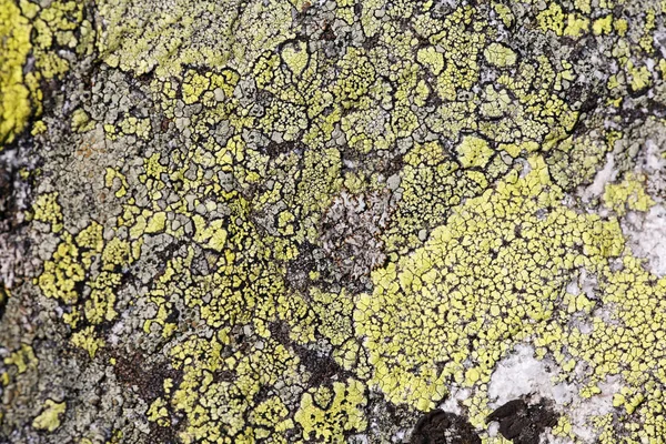 Lichens Rhizocarpon Geographicum Bavière Allemagne Europe — Photo