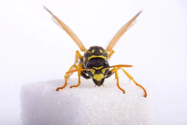 Detailní Záběr Žlutého Papíru Wasp Polistes Dominulus — Stock fotografie
