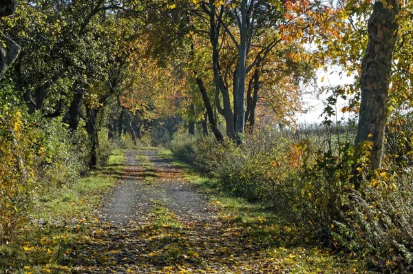 Väg Till Slottet Weidelsburg Nära Wolfhagen Väster Hessen Kassel Tyskland — Stockfoto