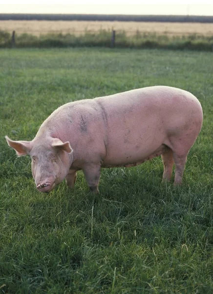 Pig on meadow field — Stock Photo, Image