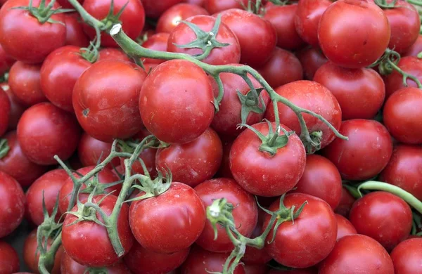Pomodori freschi rossi — Foto Stock