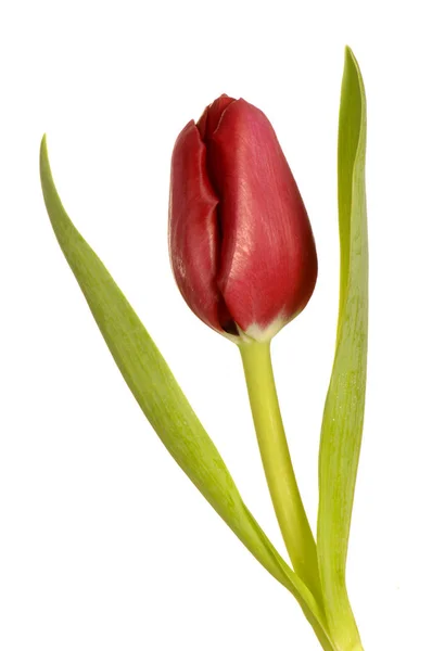 Satu Bunga Tulip Tunggal Aroma Indah Merah Tulipa — Stok Foto