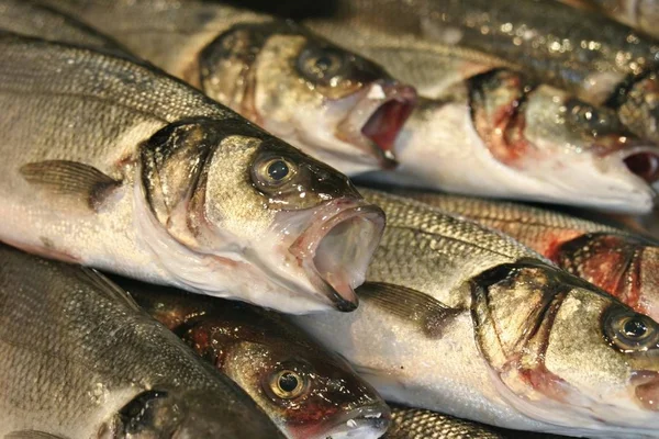 Mercado Peixe Frutos Mar Close Shot — Fotografia de Stock