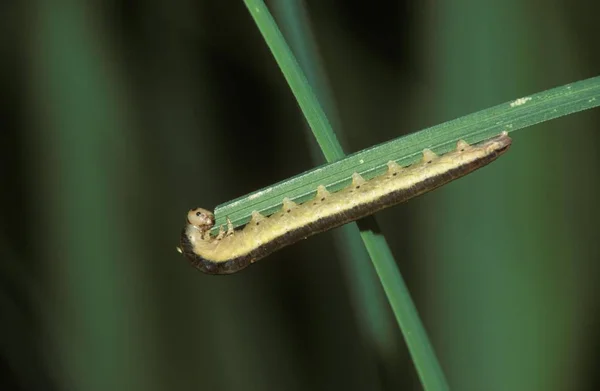 Larv Moth Apamea Grönt Gräs — Stockfoto