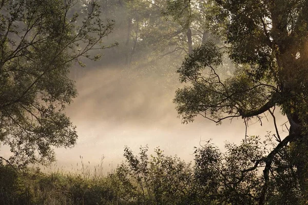 Утренний Туман Реке Пфреймд Близ Мусбаха Верхний Пфальц Бавария Германия — стоковое фото