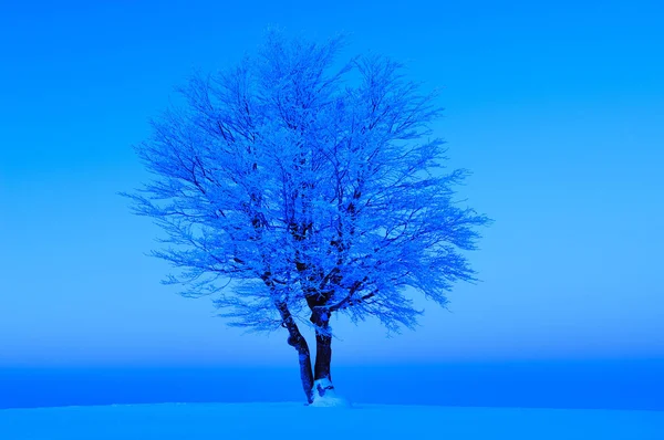 Fagus Sylvatica Árbol Paisaje Nieve Temporada Invierno —  Fotos de Stock