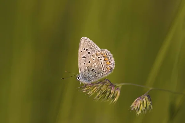 Gewöhnlicher Blauer Schmetterling — Stockfoto