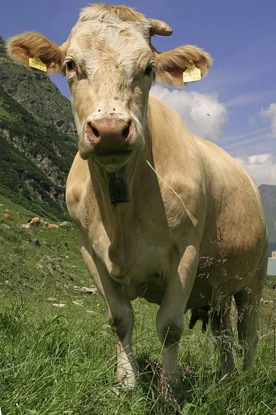 Dağlarda Bir Mera Üzerinde Inek — Stok fotoğraf