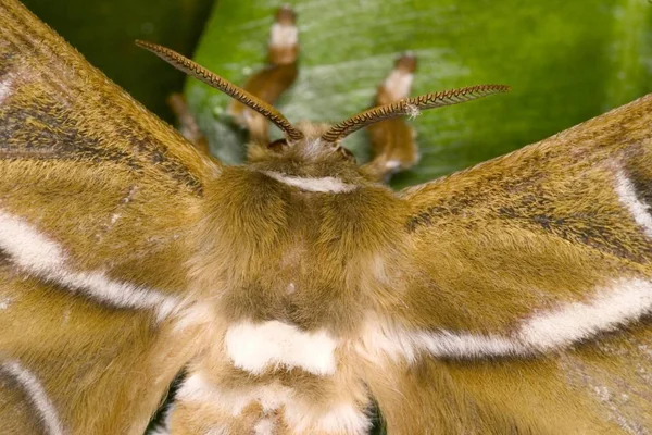 Samia Cynthia Mariposa Aire Libre Hoja Verde — Foto de Stock