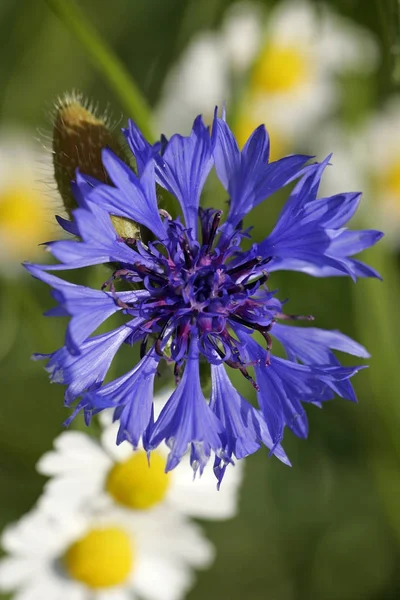 Blühende Kornblume Centaurea Cyanus Vor Der Deutschen Kamillenmatricaria Recutita Blume — Stockfoto
