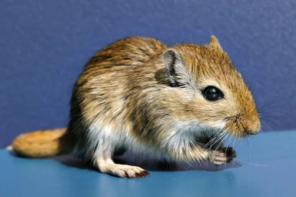 Bonito Pequeno Meriones Shawi Roedor Animal — Fotografia de Stock