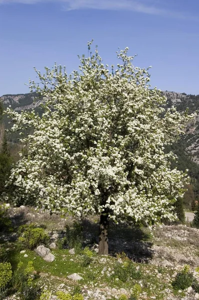 Flower covered tree near Kemer Antalya Lycia Turkey