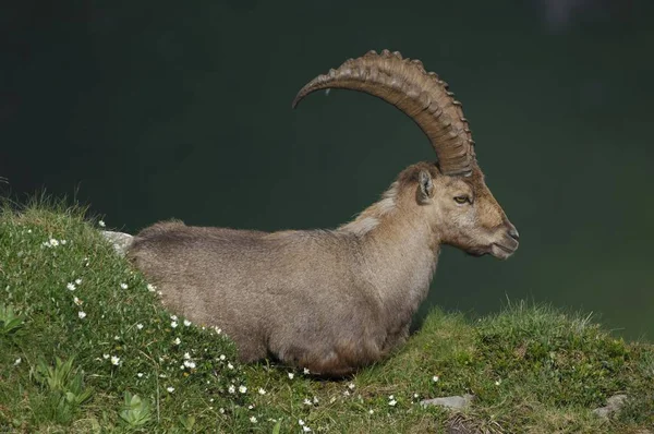 Alpine Ibex Capra Ibex Bern Switzerland Europe — Stock Photo, Image