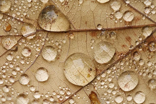 秋の乾燥葉の上の雨粒 — ストック写真