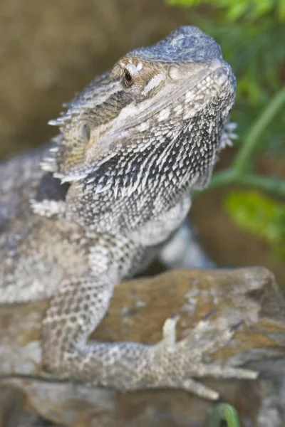 Agamen Bartagame Pogona Vittisepsleri — Stok fotoğraf