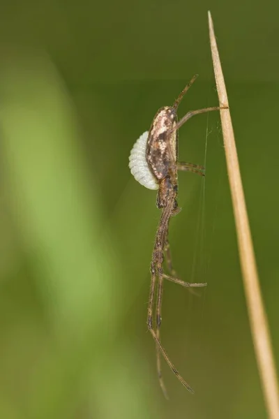 Ragno Dalla Mascella Lunga Tetragnatha Extensa Con Ichneumon Ichneumonidae Come — Foto Stock