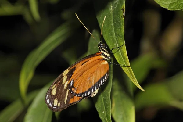 Beau papillon Longwing — Photo