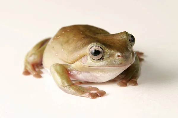 Litoria Caerulera カエル スタジオ撮影 — ストック写真