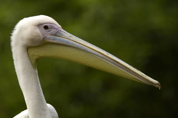 Great White Pelican — Stock Photo, Image