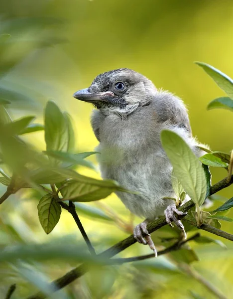Genç Bayağı Alakarga Garrulus Glandarius Kuş Ağaç Üzerinde — Stok fotoğraf