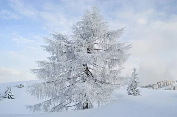 Gelo de neve árvores cobertas — Fotografia de Stock