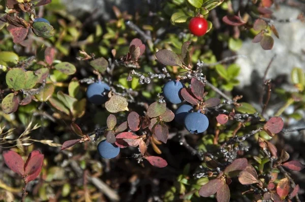 ブルーベリーと Craneberry スノキ属 Myrtillus スノキ属 Vitis — ストック写真