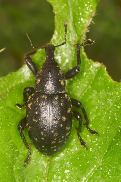 Hylobius Abietis Sur Feuille Verte — Photo