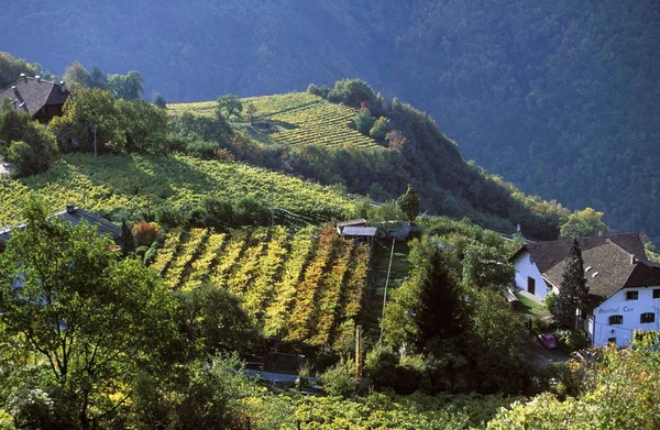 Weinberge Grünen Landschaft Mit Hügeln — Stockfoto