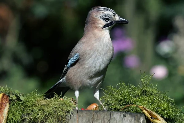 Schöner Eichelhäher Freien Garrulus Glandarius — Stockfoto