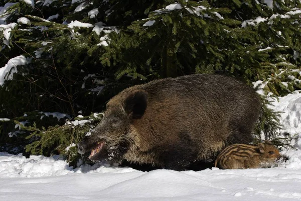 Vildsvin som grisar i vinter skog — Stockfoto