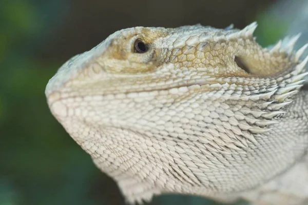 Agamen Bartagame Pogona Vitticeps — Zdjęcie stockowe