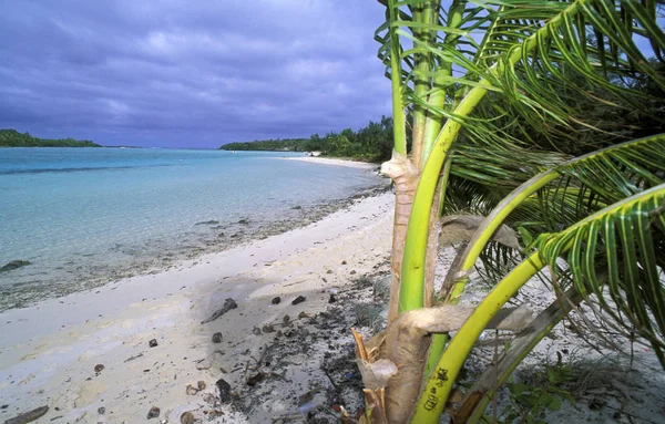 Palm Het Strand Van Muli Ouvea Nieuw Caledonië Oceanië — Stockfoto