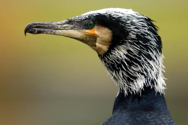 Cormorán Phalacrocorax Carbo Bird — Foto de Stock