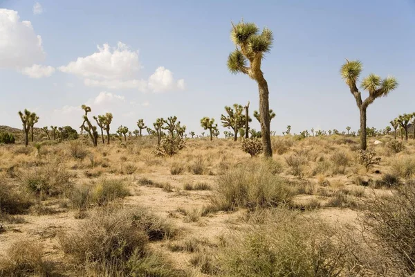 Joshua Tree Nationalpark Mojave Wüste Kalifornien Usa Nordamerika — Stockfoto
