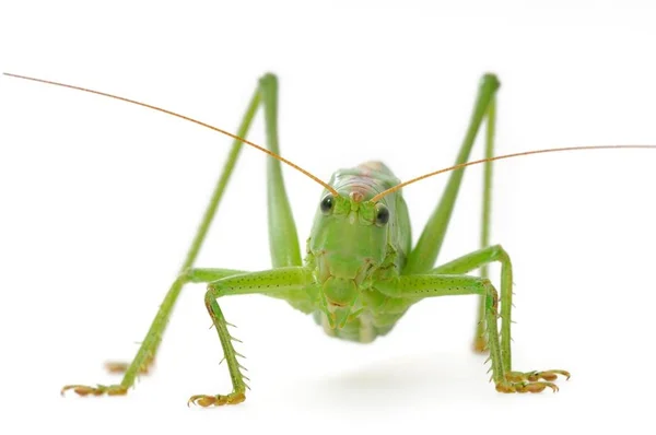 크리켓 Tettigonia Viridissima 배경에 — 스톡 사진