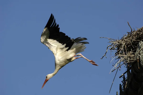 Flygende Hvit Storkfugl Cikoni – stockfoto