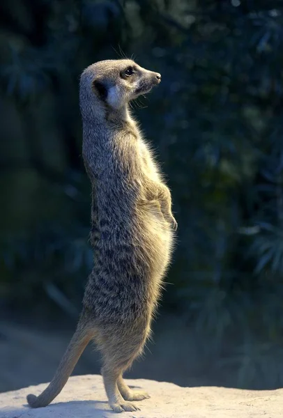 Açık Havada Duran Çöl Faresi Suricata Hayvan — Stok fotoğraf