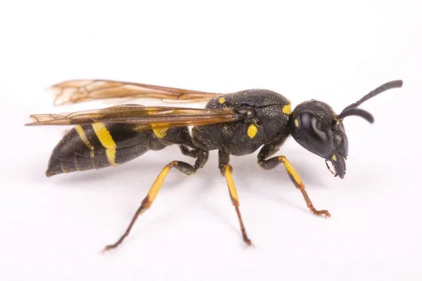 Potter Beyaz Arka Plan Üzerinde Izole Wasp Euodynerus — Stok fotoğraf