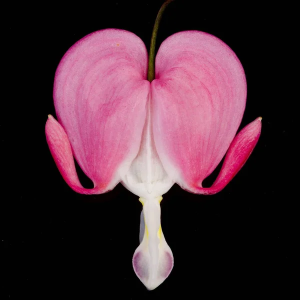 Corazón Sangrante Rosa Dicentra Spectabilis Flor — Foto de Stock