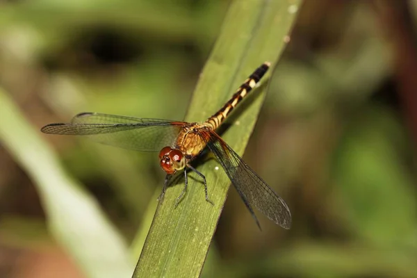 Libellule Assis Sur Herbe Verte Été Gros Plan — Photo