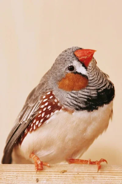 Zebra Finch Taeniopygia Guttata — Stok Foto