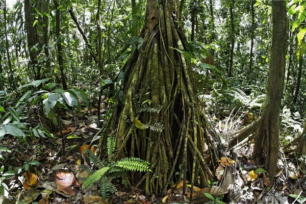 Raízes Uma Palmeira Floresta Tropical Região Arenal Costa Rica América — Fotografia de Stock