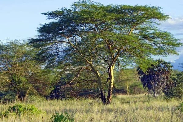 Umbrella Thorn Acacia Acacia Tortilis Masai Mara Kenya Africa — Stock Photo, Image