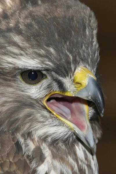 Buteo dziki ptak — Zdjęcie stockowe